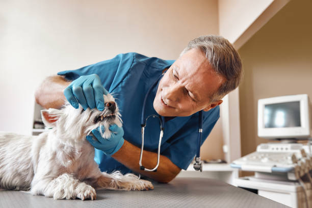Best Emergency Dental Care for Broken or Chipped Teeth in Reedsburg, WI